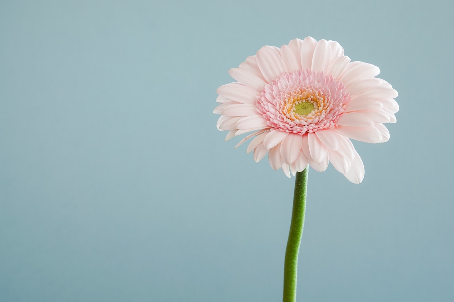 Ten Flowers Perfect For Beginning Gardeners