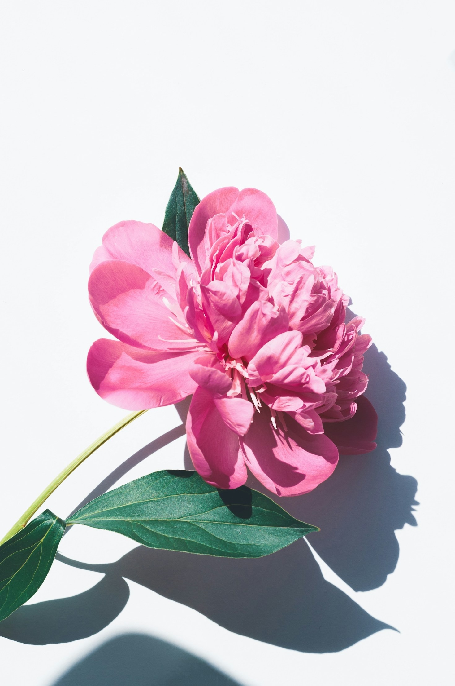 How To Keep Your Cut Flowers Fresh